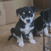 adopt-pet