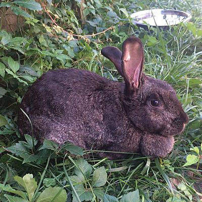 giant rabbit adoption