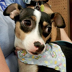 Thumbnail photo of Pepper~ADOPTED! #1