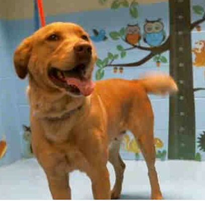 Seattle Wa Golden Retriever Meet Lila Bean A Pet For Adoption
