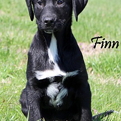 Thumbnail photo of Finn ~ meet me! #2