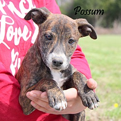 Thumbnail photo of Possum~adopted! #2