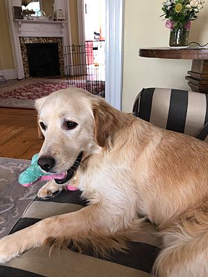 Arlington Ma Golden Retriever Meet Duke A Pet For Adoption