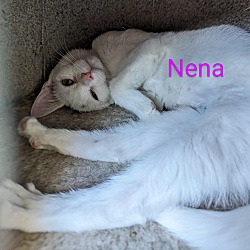 Photo of Nena