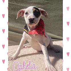 Photo of Ophelia