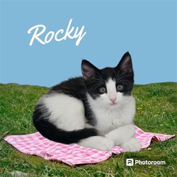 Photo of *ROCKY