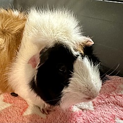 bonded pet photo