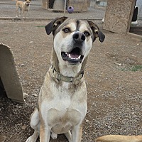 adopt a pet