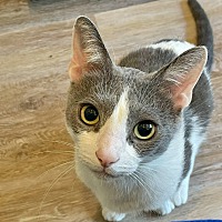 adopt a pet