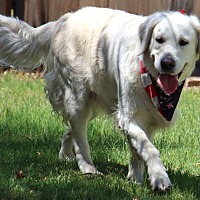 adopt-pet