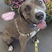 adopt a pet
