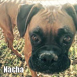 Thumbnail photo of Nacha #1