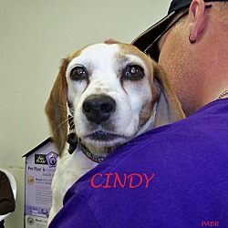 Thumbnail photo of CINDY #1