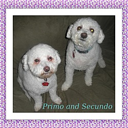 Thumbnail photo of Adopted!! Primo & Secondo - IL #2