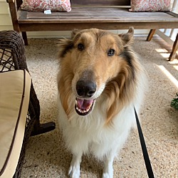 Photo of Male rough collie