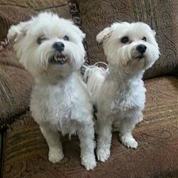 Photo of Buddy & Cupid*Adopted