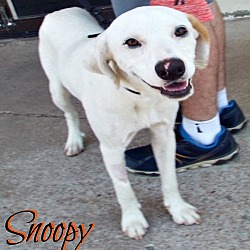 Thumbnail photo of Snoopy #1