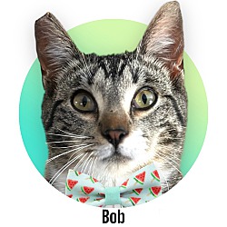 Thumbnail photo of Bob #1