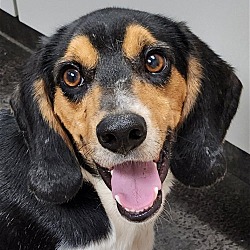 Photo of Dobby *Adopt*