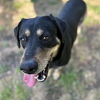 adopt a pet