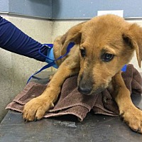 adopt a pet