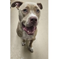 adopt-pet