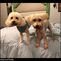 Photo of Buddy and Koda - N.TX
