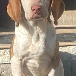 Photo of BEAGLE BAILEY