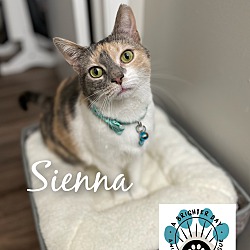 Thumbnail photo of Sienna #4