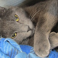 Adopt A Pet :: Dre - Leonardtown, MD