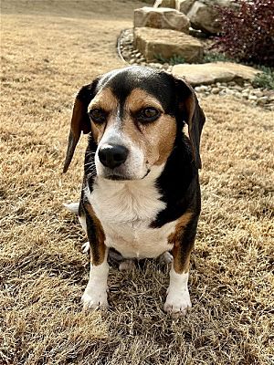 greenville, SC - Beagle. Meet Butterball a Pet for Adoption - AdoptaPet.com