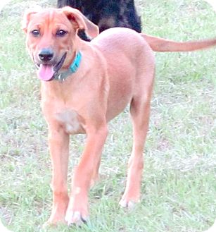 Mountain cur dogs for sale in arkansas