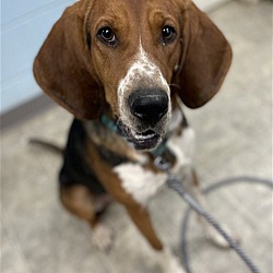 Photo of Moose: At the shelter