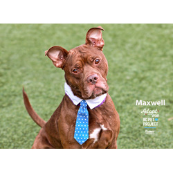 Thumbnail photo of Maxwell #1