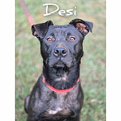 Thumbnail photo of Desi #1