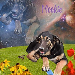 Thumbnail photo of Mookie #3