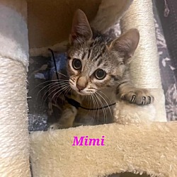 Thumbnail photo of Mimi #1