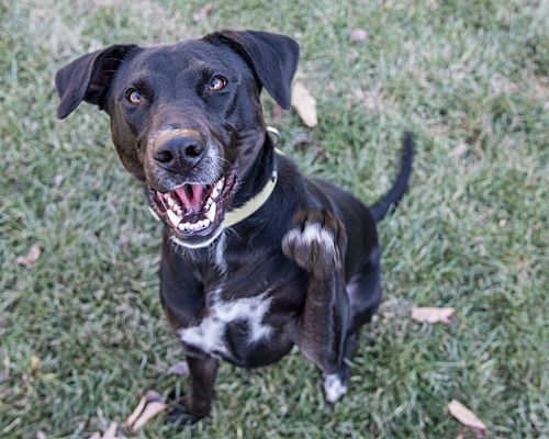 Sparta, NJ - Labrador Retriever/German Shepherd Dog. Meet Capricorn a ...