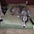 Great Dane Puppies Great Dane Rescue And Adoption Near You   353450215 