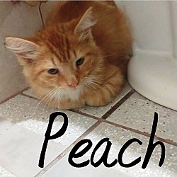 Photo of Peach