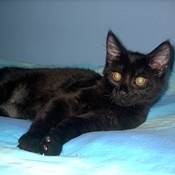 Thumbnail photo of Ziegel-Black Cats are Amazing #4