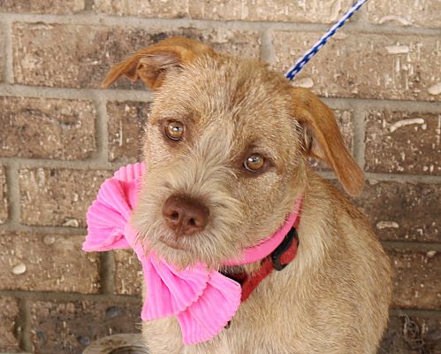 Rocky Hill, CT - Wheaten Terrier. Meet Sadie a Pet for Adoption
