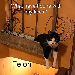 Thumbnail photo of Felon #3