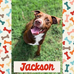 Photo of JACKSON AKA JAX