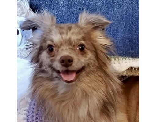 Elk Grove Village, Il - Pomeranian. Meet Jelly Beans A Pet For Adoption 