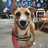 adopt a pet