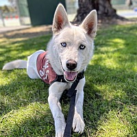 adopt a pet