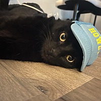 adopt a pet