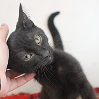 EUREEKA - Domestic Shorthair available for adoption