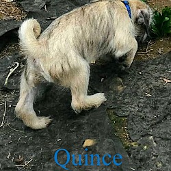 Thumbnail photo of Quince #3